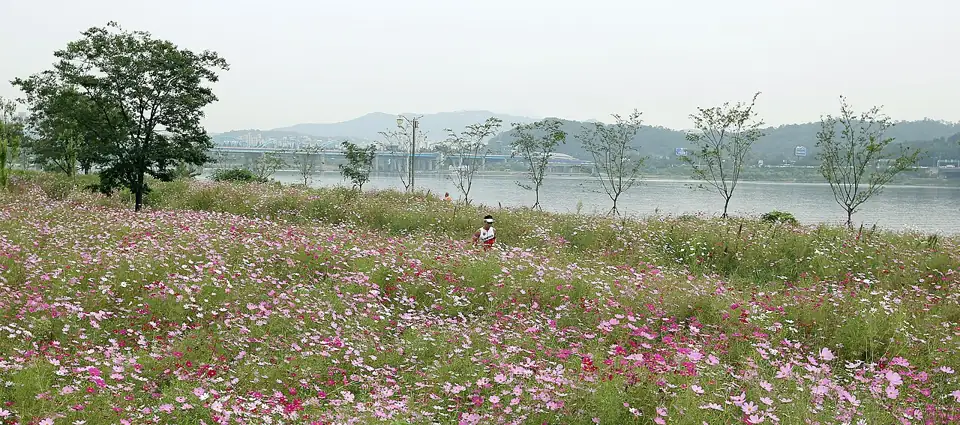 2014년 이촌한강공원의 녹지와 한강 수변